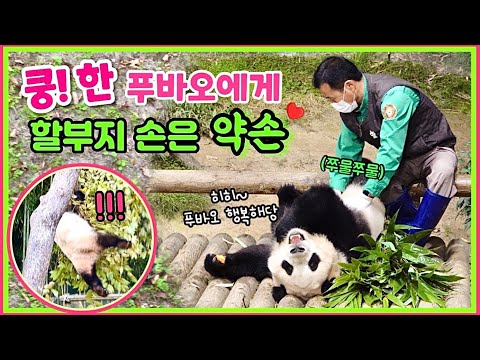 [ep.133] 나무에서 쿵! 하고 떨어진 푸바오!💦/ 쪼물쪼물 어루만져준 할부지 손은 약손💚/ 내 언젠간 한번 이럴줄 알았다 하신 분들..모두 모이세요🤣/ 에버랜드 판다월드