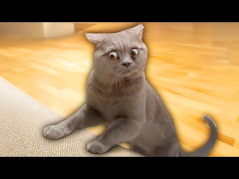 THE FUNNIEST PET VİDEOS OF THE YEAR! 🤣 | BEST COMPİLATİONS😻🐶PART 3