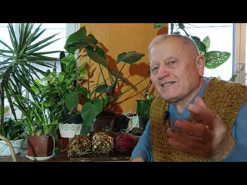 Почему органика сверху и стимуляция фотосинтеза по листьям позволяет вырастить сельдерей и свеклу