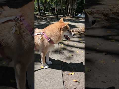 帶米果妹來公園牠都没人的地方走😂 #shibainu #pets #dog #cute #shiba #doglife #柴犬 #cutedog #毛小孩 #park #family #狗狗