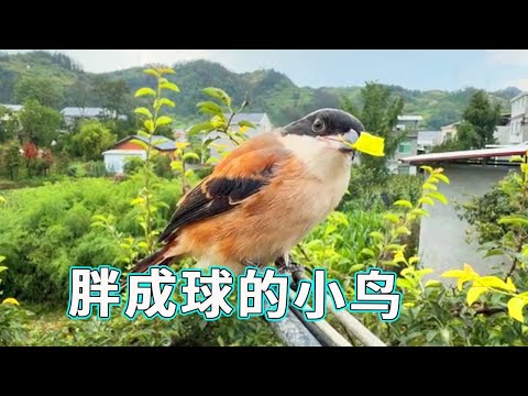 A little bird that is so fat like a ball! It only eats meat and can hardly fly anymore! 【A Dream of