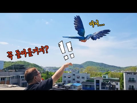 도심지에서 앵무새를 날리면 어떻게 될까? [TV생물도감]