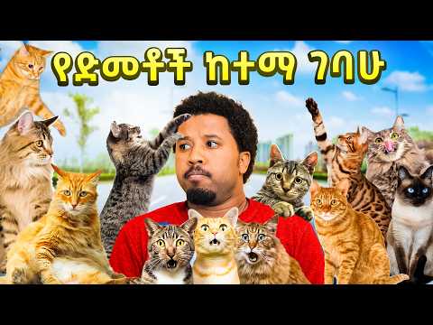 ያስገርማል የድመቶች ሀገር ገባሁ abel birhanu vlog