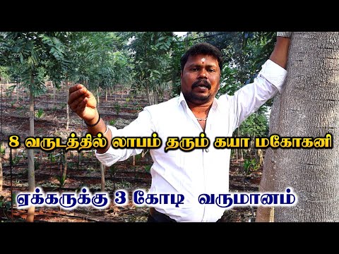 8 வருடத்தில் லாபம் தரும் கயா மகோகனி | முதல் வருடத்தில் 20 அடி வளர்ச்சி | Khaya Mahogany