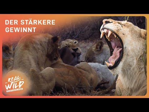 XXL-Doku: Seltene Weiße Löwen | Überlebenskampf in Südafrika