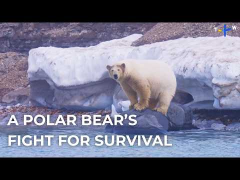 Saving the Arctic’s Endangered Species | Guardians of Our Planet EP2