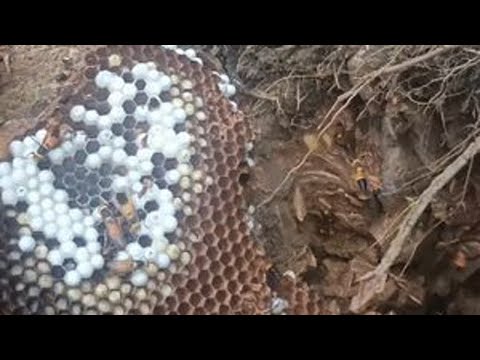 虎头蜂#金环虎头蜂 #捅马蜂窝 #户外找蜂 #马蜂 #黑尾虎头蜂