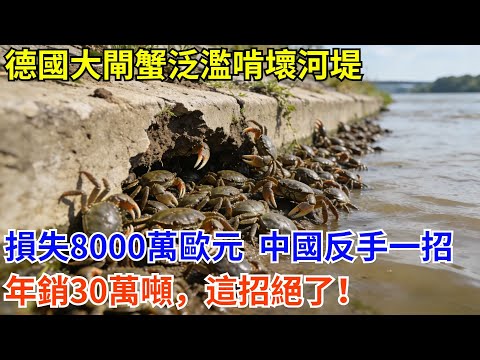 德國大閘蟹泛濫啃壞河堤損失8000萬歐元，中國反手一招年銷30萬噸，這招絕了！#科普 #熱門 #中國高鐵 #國際觀點 #大國工程