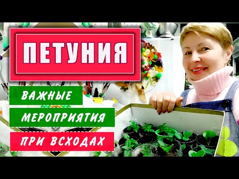 ПЕТУНИЯ всходы первые важные  мероприятия
