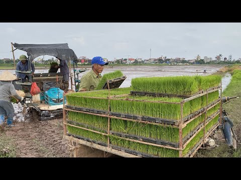 How Is Rice Grown And Harvested In Vietnam? Rice Farming Process In The Northern Countryside