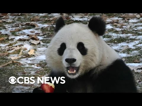 National Zoo's giant pandas set to make their debut