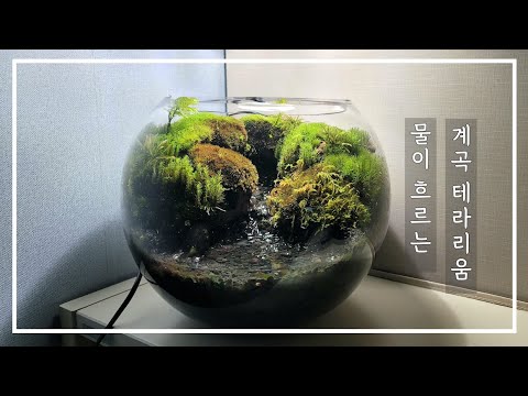 물이 흐르는 계곡 테라리움/테라리움 만들기/숲멍/이끼