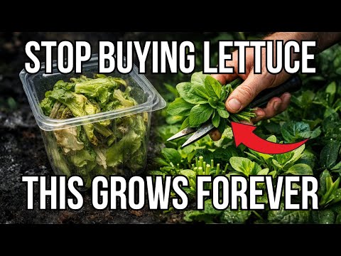 Better Than Lettuce. The "Living Salad" That Regrows Every 48 Hours — Even In Shade.