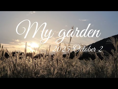 #제주도 #정원 ☆메밀꽃과 억세가 찬란한 제주 ☆시월의 가드닝 --라넌큘러스 심기 /글라디올러스 구근 캐기/옮겨심기 ☆국화를 기다리는 정원