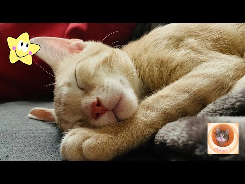 Cute and cheerful cats: a source of laughter and joy in your home!