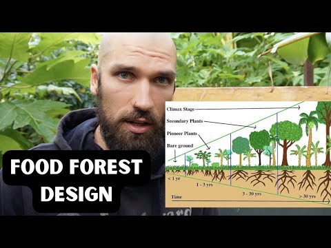 the ONLY Food Forest video you need to watch (syntropic agroforestry) / NZ