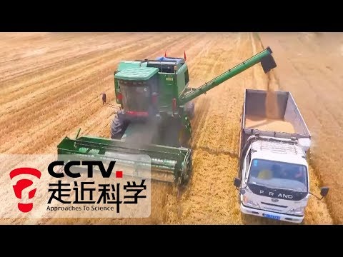 《走近科学》 盐碱地变米粮仓：探索如何将寸草不生的盐碱地改造成可耕种土地 20190328 | CCTV走近科学官方频道