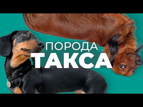 Такса 🐾 Всё о породе: плюсы, минусы, характер, поведение