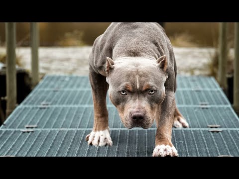 ПИТБУЛЬ В ДЕЛЕ! Сильный, мощный и бесстрашный защитник и охранник!