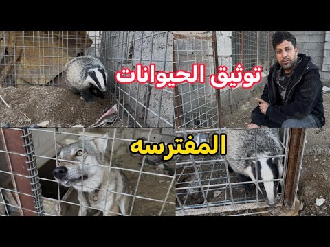 توثيق الحيوانات المفترسه في محمية أحمد أبو عقرب 