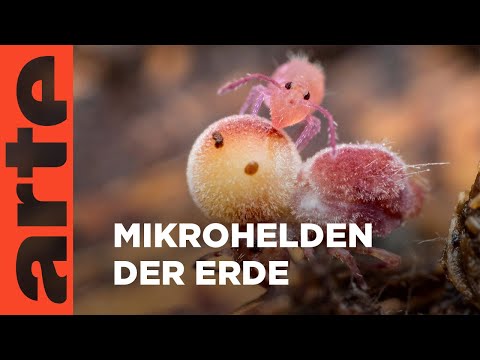 Die erstaunliche Welt der Springschwänze | ARTE Family