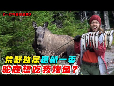 荒野獨居最新一季，收集苔蘚，搭建木屋庇護所，製作鐵爐煙熏烤魚，味道太香了！紀錄片