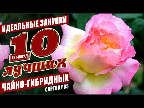 10 ЛУЧШИХ ЧАЙНО-ГИБРИДНЫХ СОРТОВ РОЗ!