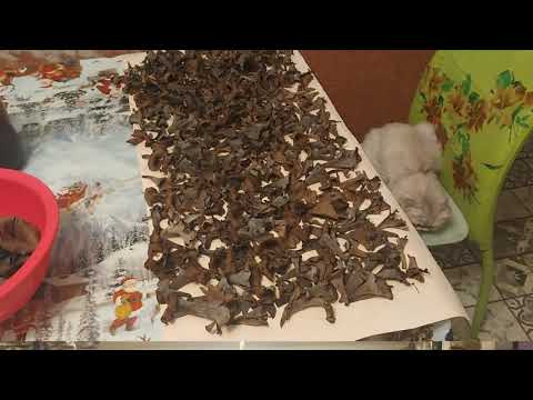 Видеорецепт вкуснейшего блюда из жаренных грибов. Как жарить черные лисички. Рецепт пошагово.