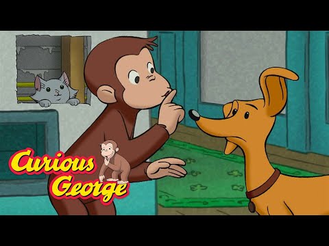Search for the Lost Kitten 🐵 Curious George 🐵 Kids Cartoon 🐵 Kids Movies