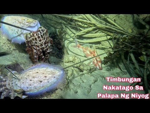Episode 643 timbungan Nakatago Sa Palapa Ng Niyog night spearfishing Philippines 