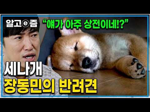 "아주 견생 좋다~온통 지 맘대로야" 세상에 나쁜 개는 없다에 출연한 장동민의 귀여운 반려견 독구의 문제 행동｜설쌤의 솔루션｜세상에 나쁜 개는 없다｜알고e즘