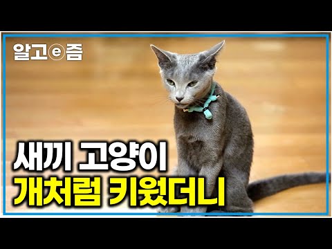 "이렇게 키우는게 맞나?" 12년간 강아지 키우다가 고양이를 데려온 집사의 이야기｜고양이를 부탁해｜알고e즘