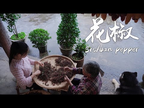 "Spices of Four Seasons" Sichuan pepper, the soul mate of numbing and spicy dishes