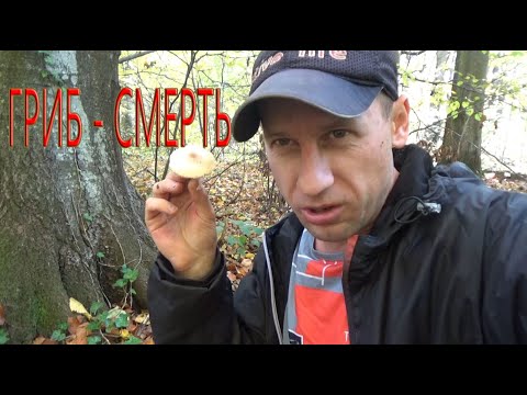 Attention! Very poisonous Lepiota mushroom. Pale Toadstool smokes on the side