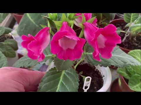 Тидеи. Что может произойти с ними за один день.