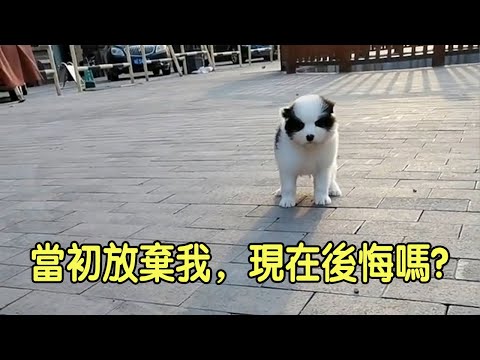 The dog was abandoned with a serious illness and met a kind person who took it to the hospital.