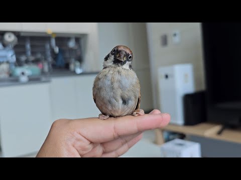 죽기 직전 참새를 구조하여 사랑을 주면 생기는 일..