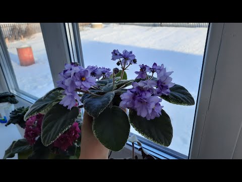 ЧТО НЕЛЬЗЯ ДЕЛАТЬ ЗИМОЙ С ФИАЛКАМИ