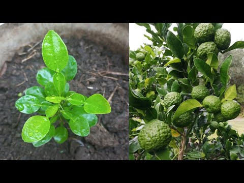 How to grow kaffir lime fast and grow well || NewMethods - my agriculture