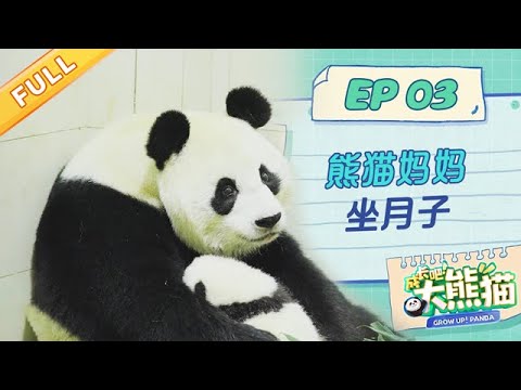 【熊猫慢综艺】双胞胎熊猫妈妈怡畅“坐月子”, 突发状况吓坏饲养员 | 成长吧大熊猫
