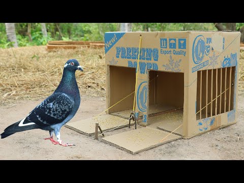 Easy Making Quick Pigeon Trap From Cardboard Box - Really Unique Bird Trap