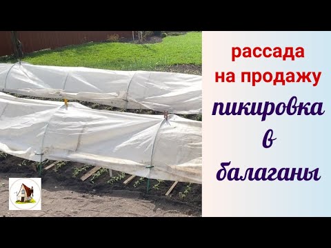 9. Пикировка томатов в балаганы. Рассада на продажу 2024.