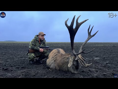 Hunting for wild boar and red deer. Laika and wolfdog are working. Bath for $1000 per hour