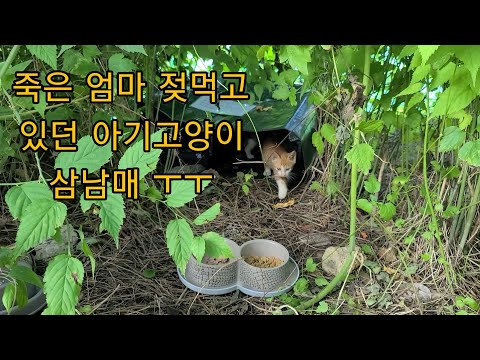 죽은 엄마고양이 젖을 먹고 있었다는 아기고양이 삼남매 😭