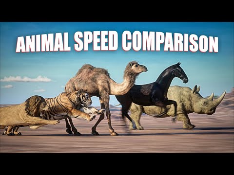 SPEED COMPARISON 3D | Animals 🦌