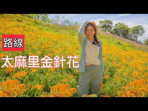 台東『太麻里金針花』賞花上山路線