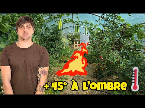 Un potager en condition EXTRÊME : Bilan serre 2025