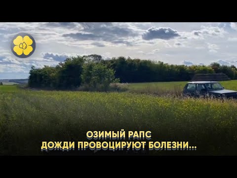 Агросопровождение в Республике Чувашия, КФХ Кислых А.Л. Озимый рапс. Дожди провоцируют болезни..