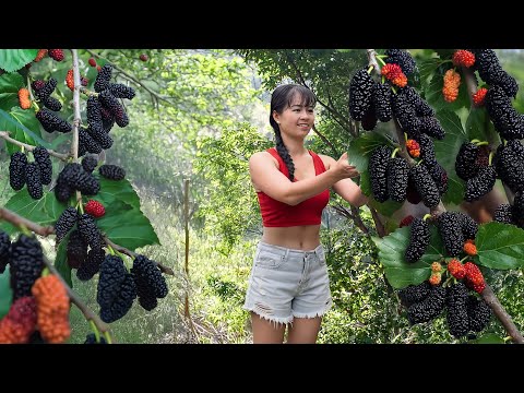 Rare Fruits of the Rainforest – Harvesting Mulberries Go to Market Sell Before Storm Season Arrives