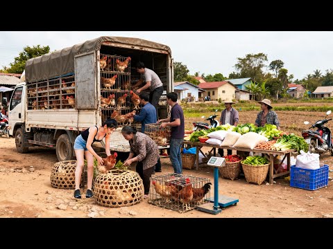 Use Truck To Buy Lots Of Chickens, Other Food Items For A Wedding in the Countryside | Farm Farm  TV